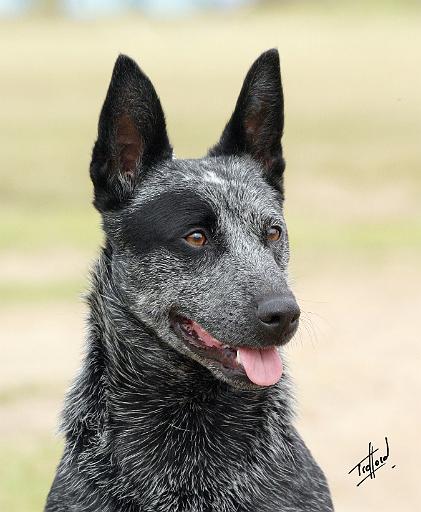 Australian Stumpy Tail Cattle Dog 9Y412D-027.JPG